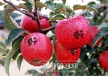 전국 최고 명품사과는 ‘장수사과’ 입증