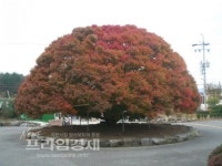 [포토] 아름다운 자태를 자랑하는  단풍나무