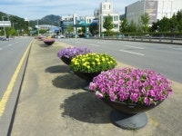 대종상 안양영화축제 앞두고 가을 향기 그윽한 안양!