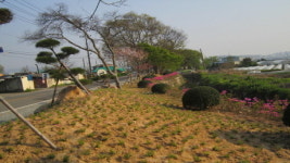 완주군, 용진면 군도 10호선에 녹지공간으로 화려한 변신