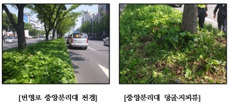 울산시, 번영로 중앙분리대 녹지대 정비