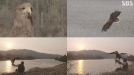 멸종위기종 흰꼬리수리 가람이의 야생복귀 프로젝트 마지막 이야기！