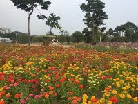 여주 금은모래강변공원 , ‘야생초화원 가을들꽃 활짝’