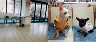 [인터뷰] 애견카페 ‘휴독’ 임신실 대표 “유기견 입양 문화에 기여하고 싶어”