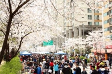 “봄의 낭만에 빠져보세요！” 7일 구로 거리공원에서 벚꽃축제