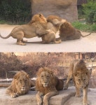 일촉즉발！ 위기의 사파리를 구해줄 영웅은 과연 누구?