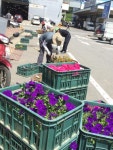 안산농수산물도매시장 청량한 도매시장을 위한 ‘여름꽃’ 식재