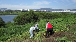 대전시, 생태교란식물 제거 사업추진