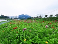 광양읍 서천변에 활짝 핀 백일홍 나들이객 발길 붙잡아