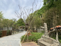 서울대공원, 나무 위 생활 맞춤 서식지 재현  렛서팬더사 공개