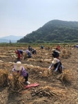 마늘 수확철을 맞이해 여성청소년과, 농촌일손돕기 구슬땀 지원