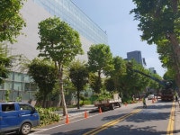 남동구, 버즘나무 가로수 사각전지로 쾌적한 도심 이미지 개선