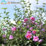 무궁화의 고장 홍천, 제29회 나라꽃 무궁화 전국축제 개최