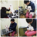 울산 애견미용전문 댕댕살롱, 견주마음으로, 소중한 반려견 무엇보다 상처 나지 않도록 세련된 미용 스타일(style) 연출을 하다.