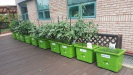 하남시, 농촌 에듀팜, 치유농장 시범사업 및 시민 상자텃밭 분양 실시