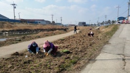 고창천 도심 속 산책로 노란 갓꽃길 조성