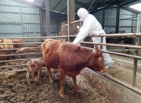 정읍시, 구제역 유입방지 위한 상반기 소·염소 예방백신 일제접종 실시