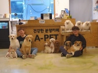 에이펫 김민수, 김현우 대표, 반려견과 반려인이 함께 살아가는 곳, 에이펫입니다.