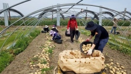 국립식량과학원 직원들 김제 농촌일손돕기에 팔 걷어부쳐