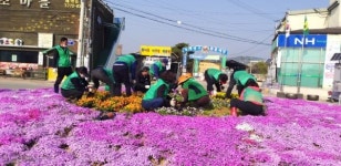 개군면, 새마을지도자회 봄향기 가득한 꽃길 조성