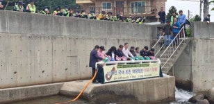 철원군, 한반도 고유어종 미유기 방류