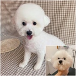 영천 애견미용 잘하는 곳으로 호평, 영천시 망정동 위치한 퍼피살롱 이수현 대표 내 가족처럼 소중하게!