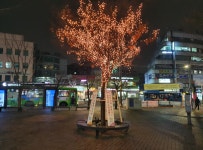 성북구, 정릉2동 교통광장 희망 나무 점등