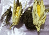 북한, 가물에도 씨붙임 잘되는 옥수수 종자 개발해 보급