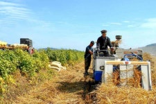 개인포전담당제 토지 알곡 생산 크게 늘어… “개인농사 우월 확인”