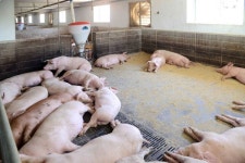 평양 덕동돼지농장서 1000마리 집단 폐사…北 돼지열병 여전