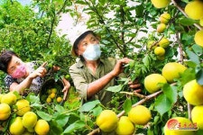 평안북도 일부 농장서 치명적인 과수화상병 발생…피해 막심
