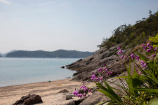[조용경의 야생화 산책] 바닷가 언덕 위 뜨거운 그리움의 꽃, 자란