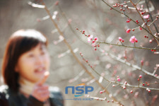 하동군, ‘홍매화’ 꽃망울 터트려