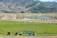 경남 하동 ‘평사리들판’ 봄나물 캐는 아낙들