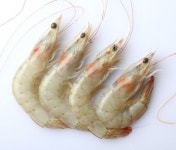롯데마트, 수입산보다 싼 국내산 새우 판매…20마리 5500원