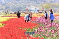 경남 하동 송림둔치 튤립, 일제히 ‘꽃망울’ 터트려