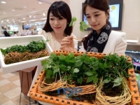 롯데백화점 부산본점, 사포닌 성분 높은 ‘새싹삼’ 선보여