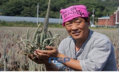 경북 김천 개령와송 우영배 대표, ‘자연 재배법으로 생산’