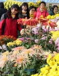 태안군, 천리포수목원서 힐링여행 ‘가을 꽃 전시회’개최