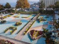 영도구 동삼2주공 국화동호회 국화전시회 개최