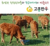 고흥한우, 타지역 비해 두당 30만원 이상 높게 거래