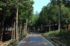 장흥 편백숲 우드랜드 치유효과 밝혀져