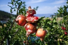[지역경제]고흥, 웰빙 유자,석류 지역특화발전특구 추진