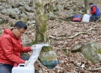 [담양이모저모]담양군, 신비의 약수 ‘고로쇠’ 채취 한창 외