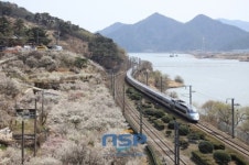 코레일, 무궁화타고 원동매화 보러 오세요