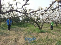 [아산시동정]과수(배) 인공수분을 위한 농촌일손돕기 봉사활동 外