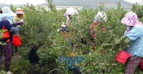 [지자체동정]함평군 ‘웰빙식품’ 블루베리 수확 한창 外···영광