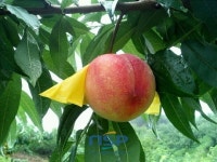 순천명품 월등 복숭아 체험행사 개최