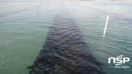 전라남도, 신안·무안 적합 김 신품종 ‘신풍1호’ 개발