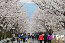 양산시, ‘제 3회 물금읍 가족사랑 벚꽃길 걷기 행사’ 개최